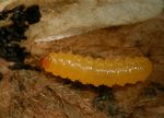 Pseudodineura fuscula